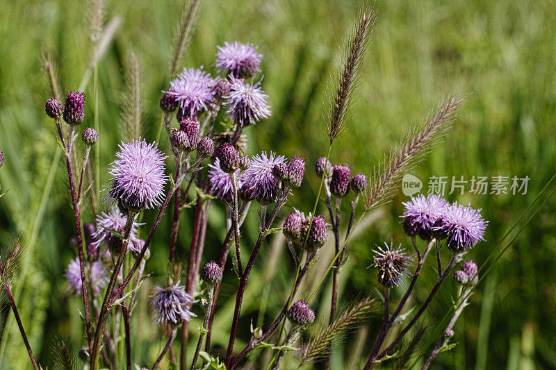 紫色的匍匐蓟Cirsium arvensis的花头